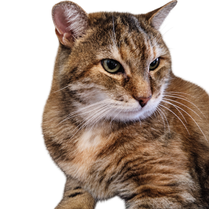 brown tabby cat facing the right