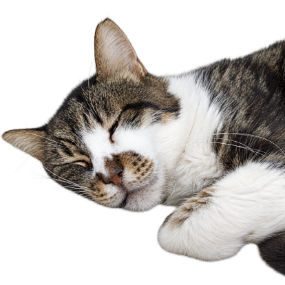tabby and white cat sleeping with its paws tucked in