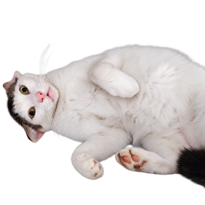 white cat with tabby patches lying on its back