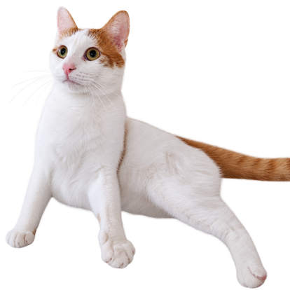 orange and white cat sitting alert