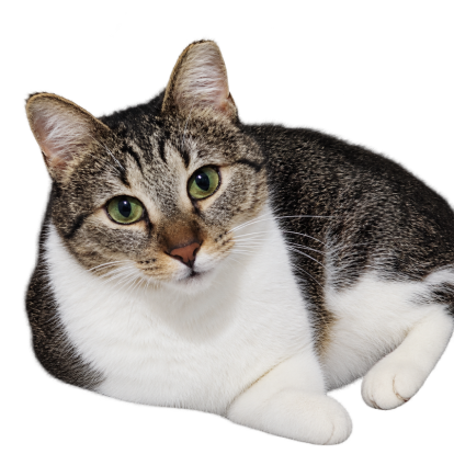 tabby and white cat looking at the camera