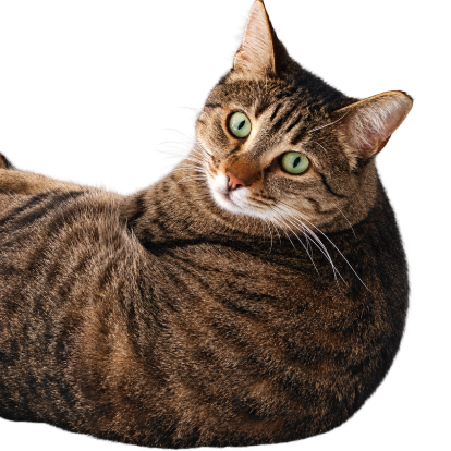 brown tabby cat lying down with its head turned toward the camera